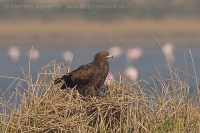 Orol hrubozobý - Aquila clanga - Greater Spotted Eagle