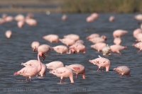 Plameniak menší - Phoeniconaias minor - Lesser Flamingo