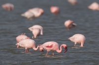 Plameniak menší - Phoeniconaias minor - Lesser Flamingo