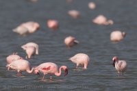 Plameniak menší - Phoeniconaias minor - Lesser Flamingo