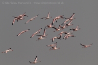 Plameniak menší - Phoeniconaias minor - Lesser Flamingo
