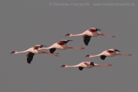 Plameniak menší - Phoeniconaias minor - Lesser Flamingo