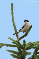 Strakoš kolesár - Lesser Grey Shrike