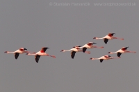 Plameniak menší - Phoeniconaias minor - Lesser Flamingo