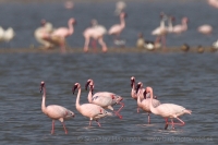 Plameniak menší - Phoeniconaias minor - Lesser Flamingo