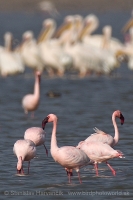 Plameniak menší - Phoeniconaias minor - Lesser Flamingo