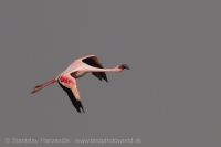 Plameniak menší - Phoeniconaias minor - Lesser Flamingo