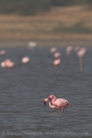 Plameniak menší - Phoeniconaias minor - Lesser Flamingo
