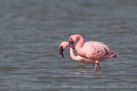 Plameniak menší - Phoeniconaias minor - Lesser Flamingo