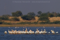 Pelikán kučeravý - Pelecanus crispus - Dalmatian Pelican