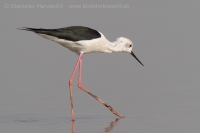 Šišila bocianovitá - Himantopus himantopus - Black-winged Stilt