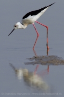 Šišila bocianovitá - Himantopus himantopus - Black-winged Stilt