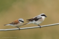 Strakoš kolesár - Lesser Grey Shrike