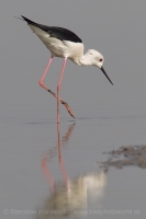 Šišila bocianovitá - Himantopus himantopus - Black-winged Stilt