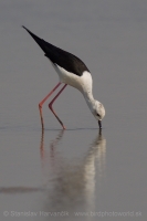 Šišila bocianovitá - Himantopus himantopus - Black-winged Stilt