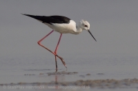 Šišila bocianovitá - Himantopus himantopus - Black-winged Stilt