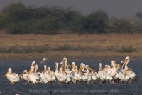 Pelikán kučeravý - Pelecanus crispus - Dalmatian Pelican