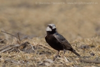 Škovránok škraboškový - Eremopterix griseus - Ashy-crowned Sparrow Lark