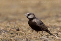 Škovránok škraboškový - Eremopterix griseus - Ashy-crowned Sparrow Lark