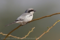 Strakoš ázijský - Lanius (meridionalis) lahtora - Asian Grey Shrike