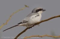 Strakoš ázijský - Lanius (meridionalis) lahtora - Asian Grey Shrike