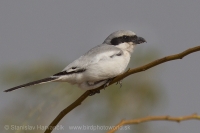 Strakoš ázijský - Lanius (meridionalis) lahtora - Asian Grey Shrike