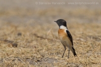 Pŕhľaviar kapucňový - Saxicola maurus - Eastern Stonechat