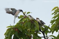 Strakoš kolesár - Lesser Grey Shrike