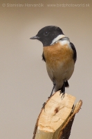 Pŕhľaviar kapucňový - Saxicola maurus - Eastern Stonechat