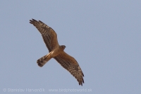 Kaňa popolavá - Circus pygargus - Montagu´s Harrier