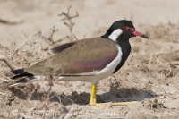 Cíbik laločnatý - Vanellus indicus - Red-wattled Lapwing