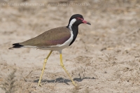 Cíbik laločnatý - Vanellus indicus - Red-wattled Lapwing