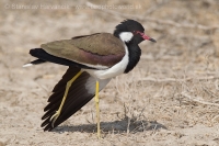 Cíbik laločnatý - Vanellus indicus - Red-wattled Lapwing