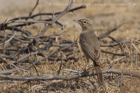 Ľabtuška dlhozobá - Anthus similis - Long-billed Pipit