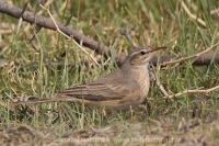 Ľabtuška dlhozobá - Anthus similis - Long-billed Pipit