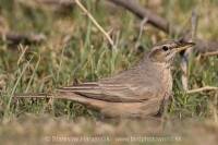 Ľabtuška dlhozobá - Anthus similis - Long-billed Pipit