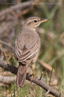 Ľabtuška dlhozobá - Anthus similis - Long-billed Pipit