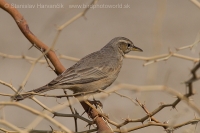 Ľabtuška dlhozobá - Anthus similis - Long-billed Pipit