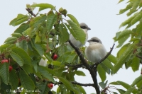 Strakoš kolesár - Lesser Grey Shrike