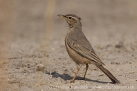 Ľabtuška dlhozobá - Anthus similis - Long-billed Pipit