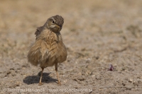 Ľabtuška dlhozobá - Anthus similis - Long-billed Pipit