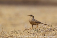 Ľabtuška dlhozobá - Anthus similis - Long-billed Pipit