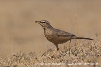 Ľabtuška dlhozobá - Anthus similis - Long-billed Pipit