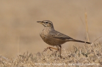 Ľabtuška dlhozobá - Anthus similis - Long-billed Pipit