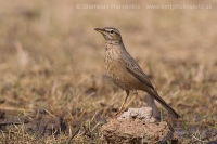 Ľabtuška dlhozobá - Anthus similis - Long-billed Pipit