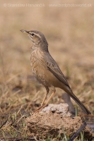 Ľabtuška dlhozobá - Anthus similis - Long-billed Pipit