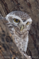 Kuvik škvrnitý - Athene brama - Spotted Owled