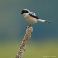 Strakoš kolesár - Lesser Grey Shrike