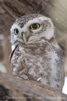 Kuvik škvrnitý - Athene brama - Spotted Owled