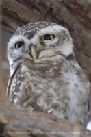 Kuvik škvrnitý - Athene brama - Spotted Owled